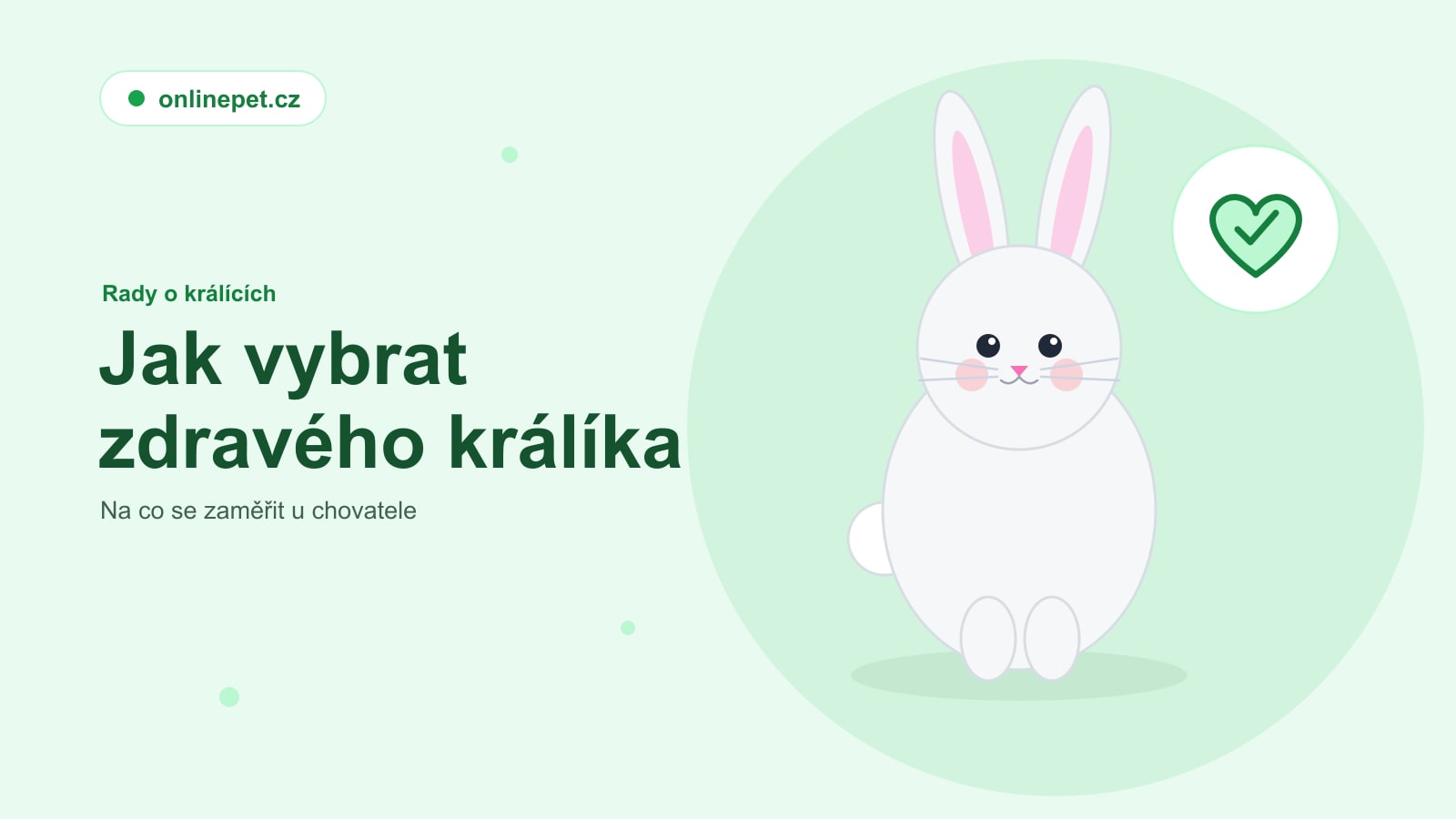 Jak vybrat zdravého králíka: na co se zaměřit u chovatele
